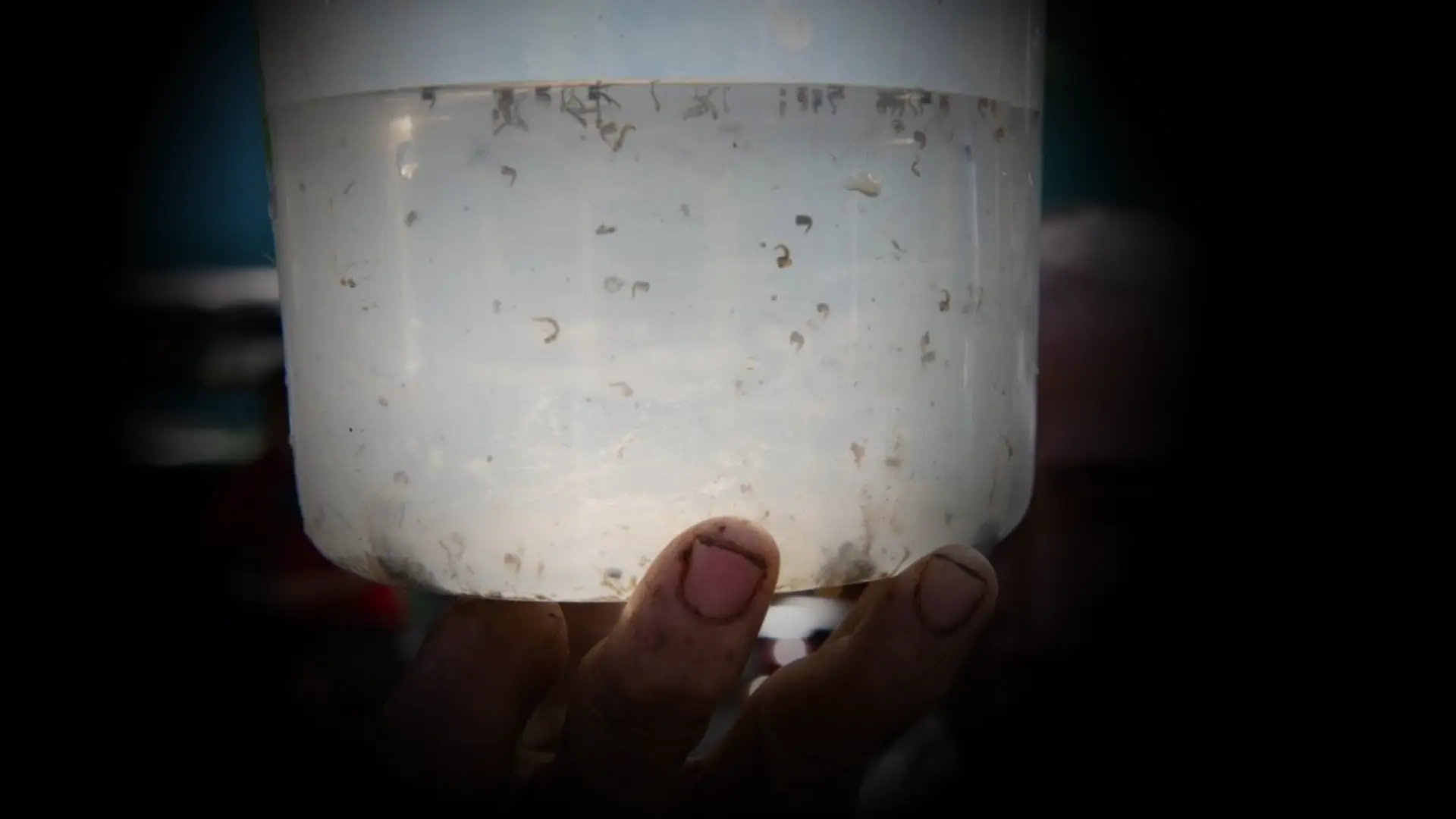 Philippine Village Declares War on Mosquitoes